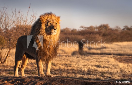 Picture of Strong and confident lion on a hill